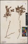 Foto von Salix aurita L. x Salix repens L.